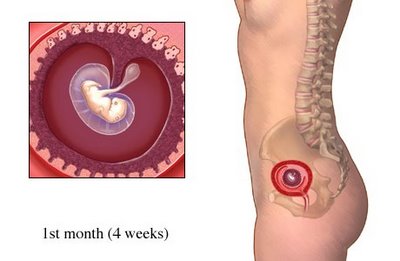 Может ли болеть живот в первый месяц беременности как при месячных