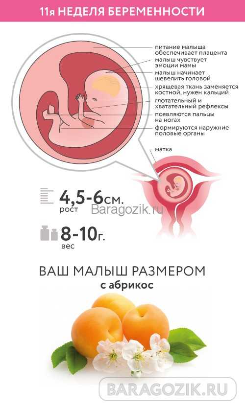 Можно беременность 11 недель. Размер эмбриона на 11 неделе беременности. Размер малыша на 11 неделе беременности. Размер плода на 11 неделе беременности. 11 Акушерская неделя беременности.