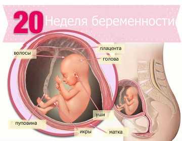 20 неделя беременности плод