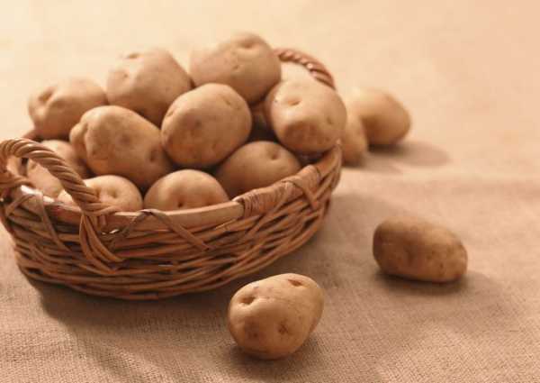 Черный картофель полезные свойства