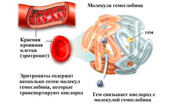 Как поднять низкий гемоглобин в крови