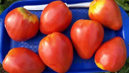 Сладкие помидоры сорта