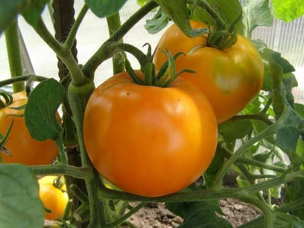 Теневыносливые томаты для открытого грунта